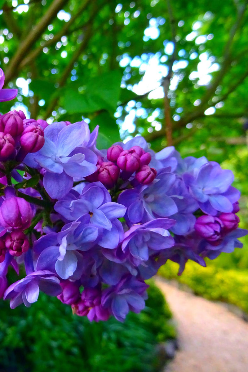 Purple Flower Tree Landscape